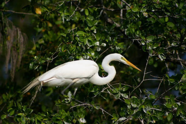 istock Great White Egret on The Banyan Tree in Naples, Florida 1735412468
