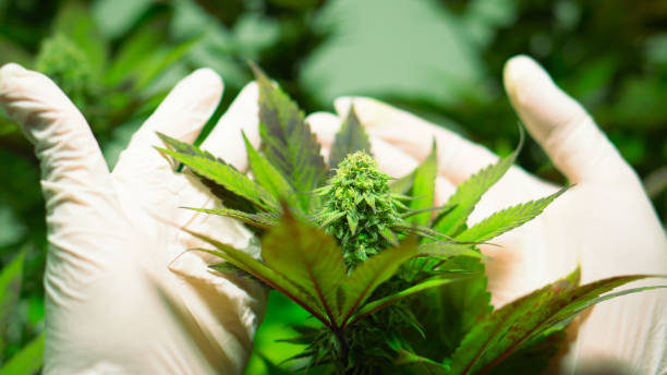 istock Marijuana plants growing indoor garden. 1735413901