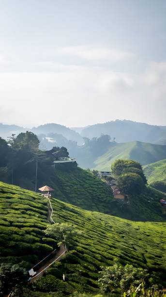 istock The view at Cameron Valley Tea in the morning. 1735413911