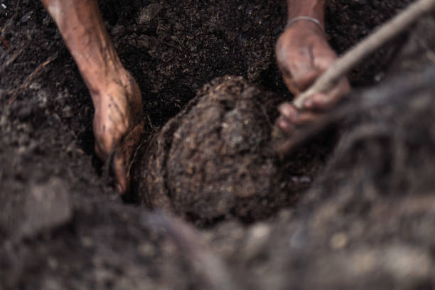 istock Plant | farm & agriculture 1735414053