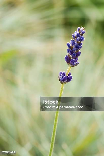 Foto de Lavanda E Ervasxviii e mais fotos de stock de Anual - Característica da planta - Anual - Característica da planta, Azul, Beleza