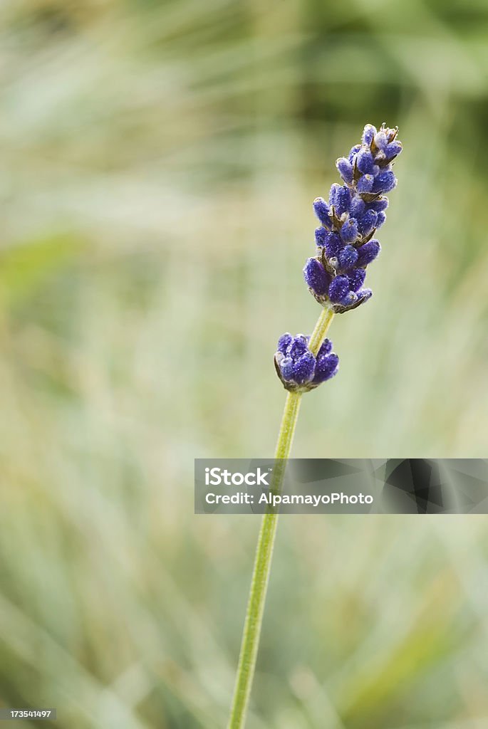 Травяной XVIII сиреневой - Стоковые фото Blue Fescue роялти-фри