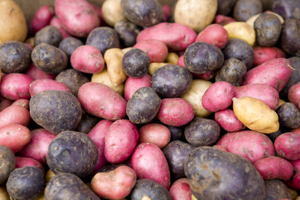 vermelho e branco de batata - fingerling imagens e fotografias de stock