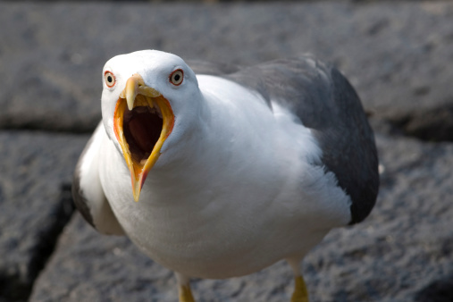 White headed gull looking towards the horizon during low tide and the sea