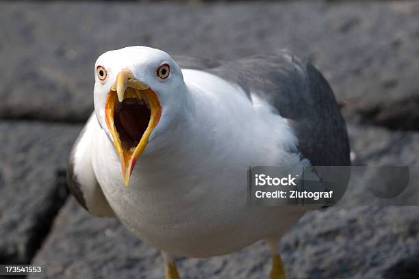 Angry Seagull Stock Photo - Download Image Now - Seagull, Anger, Bird