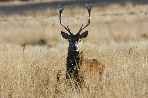 istock Hart red deer stag elegant in long dry autumn grassland 173541572