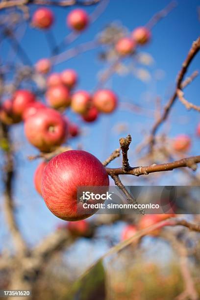 Apple Tree - zdjęcia stockowe i więcej obrazów Drzewo - Drzewo, Fotografika, Gałąź - część rośliny
