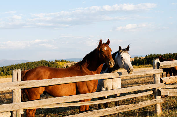 istock Horses looking over the Fence 173542204
