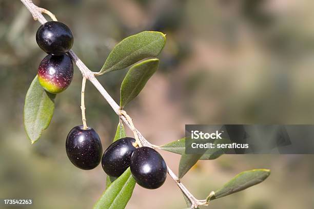 Azeitonas Preta - Fotografias de stock e mais imagens de Abruzzi - Abruzzi, Agricultura, Alimentação Saudável