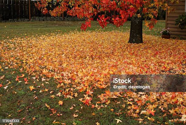 Photo libre de droit de Laisse Tomber Par Terre banque d'images et plus d'images libres de droit de Arbre - Arbre, Automne, Beauté de la nature