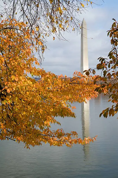 "The cherry blossoms are long gone, but their golden orange leaves still add to the landscape along the tidal basin."