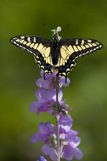 Anise Swallowtail on lupin flowers