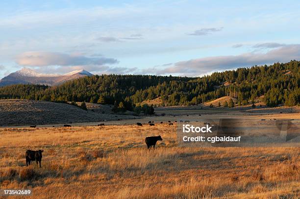 Bela Noite Com Gado - Fotografias de stock e mais imagens de Gado - Mamífero ungulado - Gado - Mamífero ungulado, Montana, Rancho - Quinta
