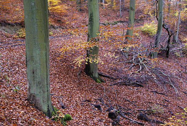 秋の風景 - herbstwald ストックフォトと画像