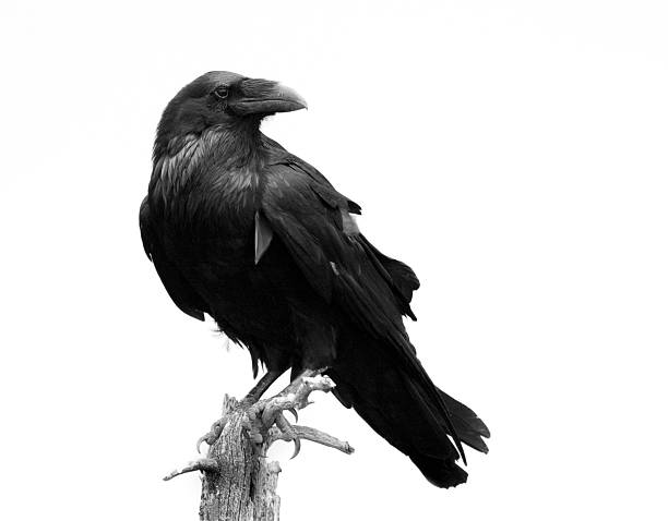 Raven in Black & White - Isolated Raven in Black & White - Isolated raven bird stock pictures, royalty-free photos & images