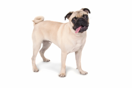 Isolated photo of a fawn pug standing against a white background.