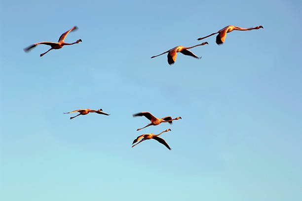 istock Flying flamingo birds, Galapagos 173543050
