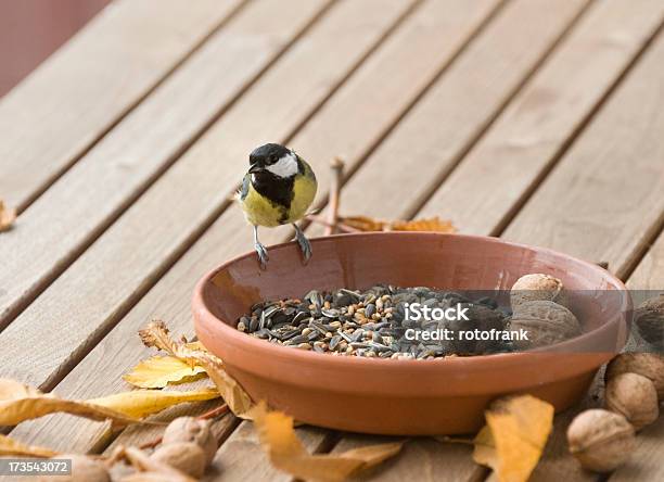 Kohlmeise - Fotografias de stock e mais imagens de Alimentar - Alimentar, Animal, Ao Ar Livre