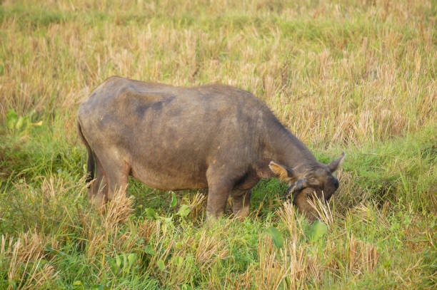 istock A Buffalo looking for food in a paddy field 1735430935