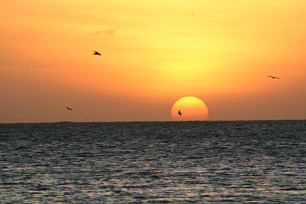 istock Sunset over the ocean with birds 173543153