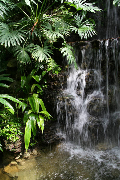 istock Rain Forest Water Falls 4 - Krohn Conservatory, Cincinnati, Ohio 173543159