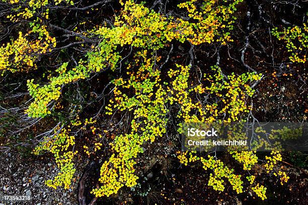 Photo libre de droit de Feuilles Dautomne banque d'images et plus d'images libres de droit de Australie - Australie, Automne, Brouillard