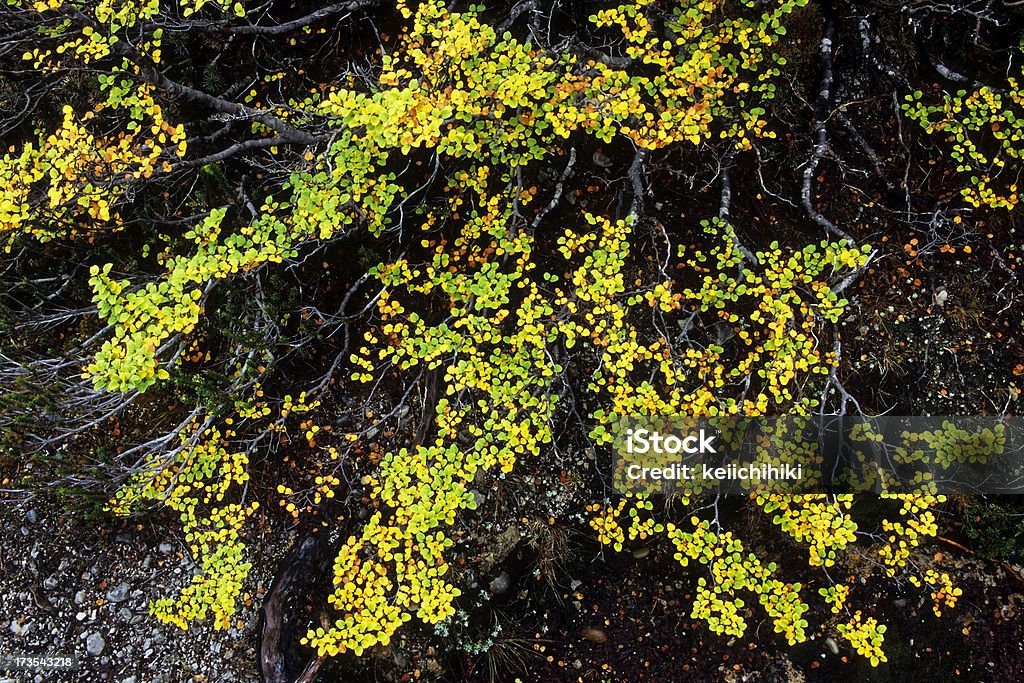 Autum листья - Стоковые фото Lake St Clair National Park роялти-фри