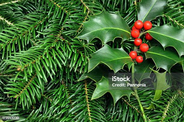 Pine Tree And Holly Background Stock Photo - Download Image Now - Backgrounds, Berry Fruit, Branch - Plant Part