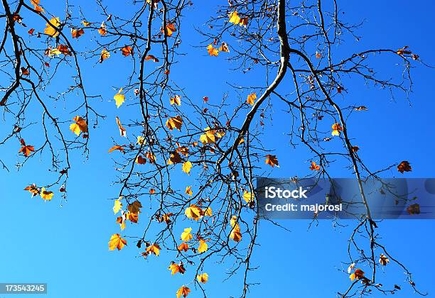 Oak Tree Branch En Otoño Foto de stock y más banco de imágenes de Amarillo - Color - Amarillo - Color, Azul, Cielo