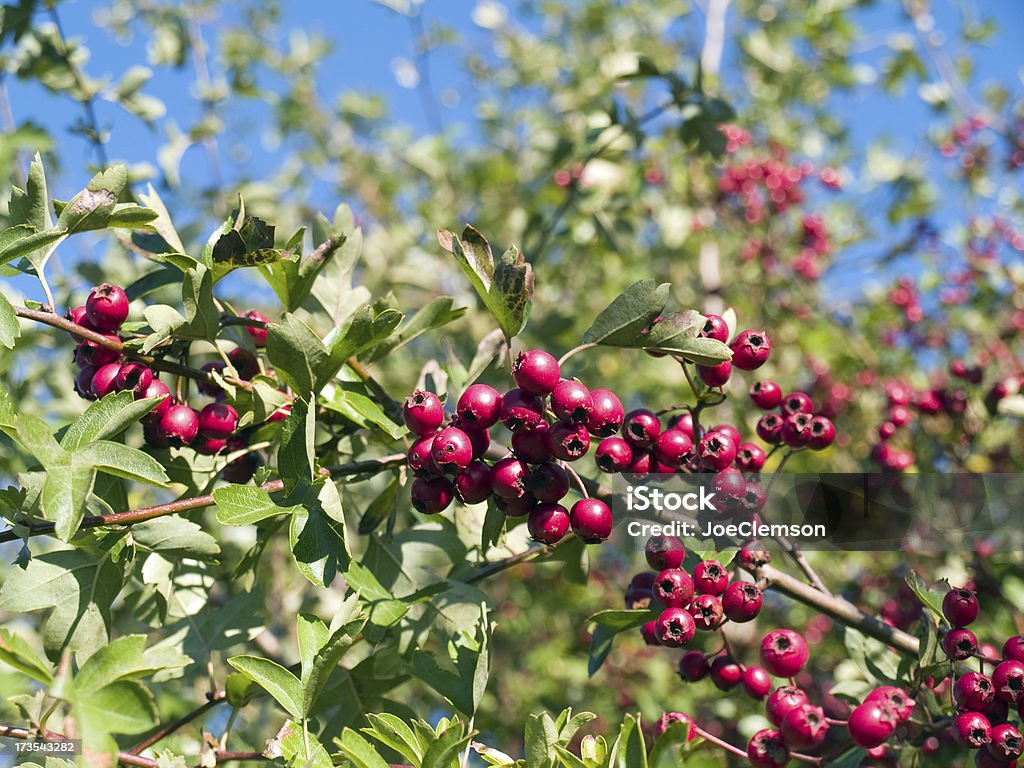 Red hawthorn Jagody na bush na słoneczny jesienny dzień. - Zbiór zdjęć royalty-free (Bez ludzi)