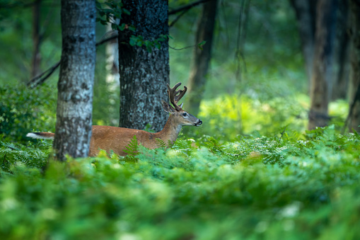 Young female roe deer (Capreolus capreolus) looking out of a dark forest, illuminated by the morning sunlight.