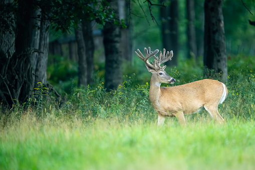 A buck white-tailed deer (Odocoileus virginianus) with large antlers in velvet stands on the edge a forest.  The Deer is looking behind.  White tail deer are one of the most popular game species for hunting.