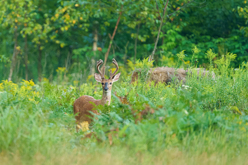 A buck white-tailed deer (Odocoileus virginianus) with antlers in velvet stands in a meadow of tall weeds.  White tail deer are one of the most popular game species for hunting.