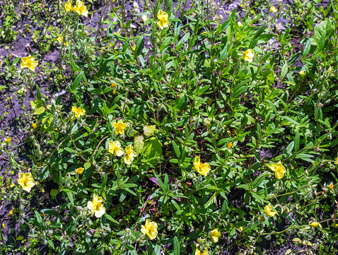 Helianthemum nummularium, Common Rockrose Little Sun-Flower. Wild plant shot in spring.