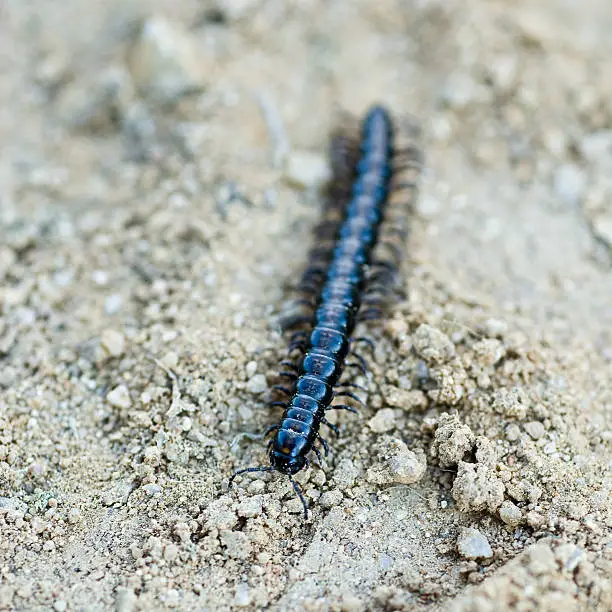 A black shiny millipede crawling across the dirt