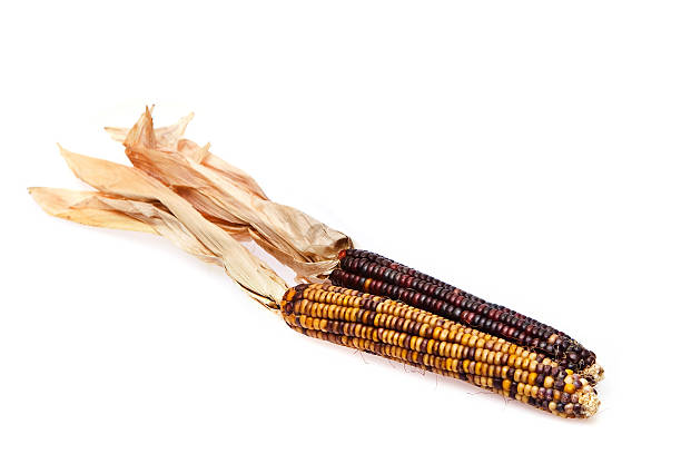 istock Ears of Indian corn 173543699