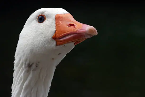 Photo of Portrait of a goose