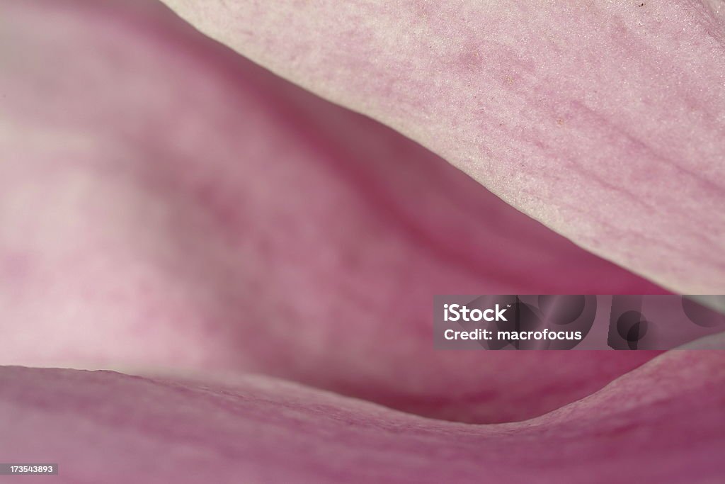Magnolia-detalhe - Foto de stock de Macrofotografia royalty-free