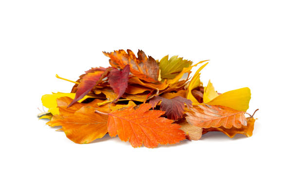 istock Autumn Leaf Pile Isolated, Colored Autumn Tree Leaves Set, Yellow Orange Green Foliage, Fall Leaf Collection 1735441172