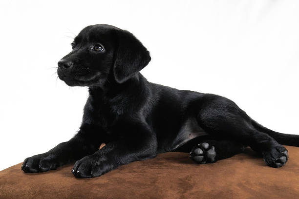 laboratorio nero su marrone - dog black labrador retriever animal nose foto e immagini stock