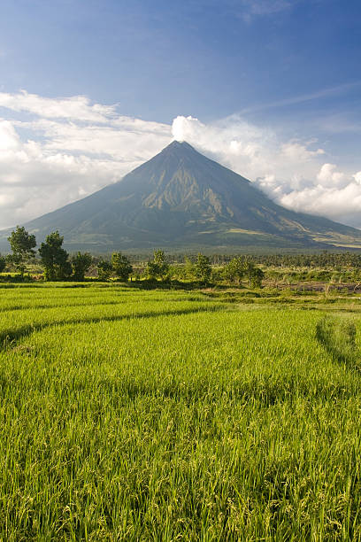 mayon 볼케이노, 필리핀 - philippines mt mayon volcano rice 뉴스 사진 이미지