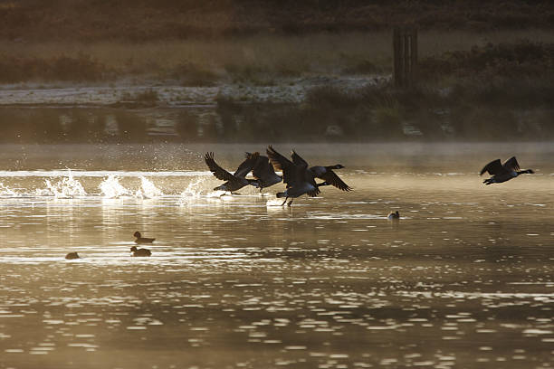 istock Splashing and mist as Canada geese Branta canadensis take off 173544702
