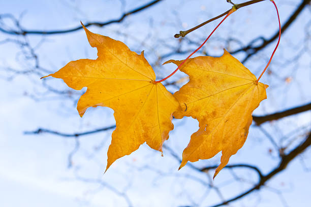 istock Colorful Leaves In The Wind 173544770