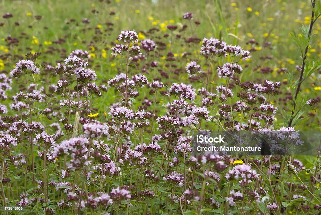 Marjoram (Origanum vulgare) A very variable, medium to tall, tufted, hairy Perennial, aromatic. Marjoram Stock Photo