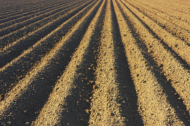 cultivo campo arado tilled agricultura - sharecropper fotografías e imágenes de stock