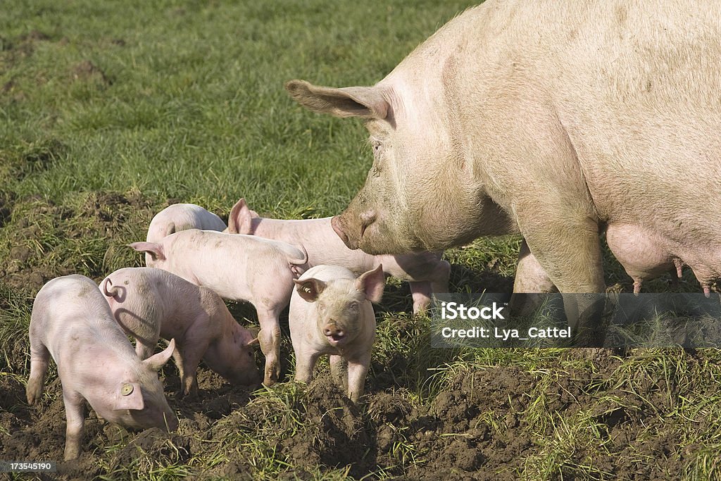Mãe e bebé suínos # 6 - Royalty-free Agricultura Foto de stock