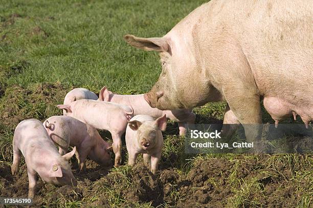 Mãe E Bebé Suínos 6 - Fotografias de stock e mais imagens de Agricultura - Agricultura, Animal, Ao Ar Livre