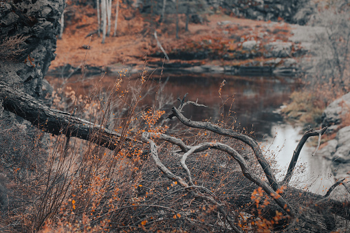 Beautiful autumn natural forest gothic background, dry herbs, fallen trunks, stones and small lake, selective focus. November, fairy tale, magic vibes, witchcraft, snags, atmospheric concept.