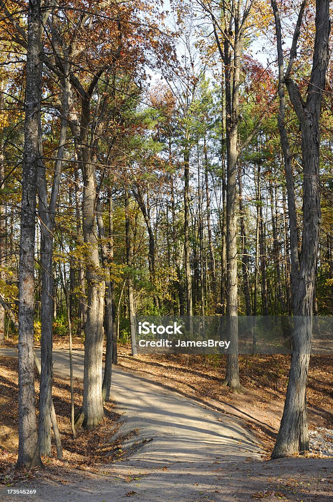 Caminho através da Floresta de outono - Foto de stock de Bosque - Floresta royalty-free