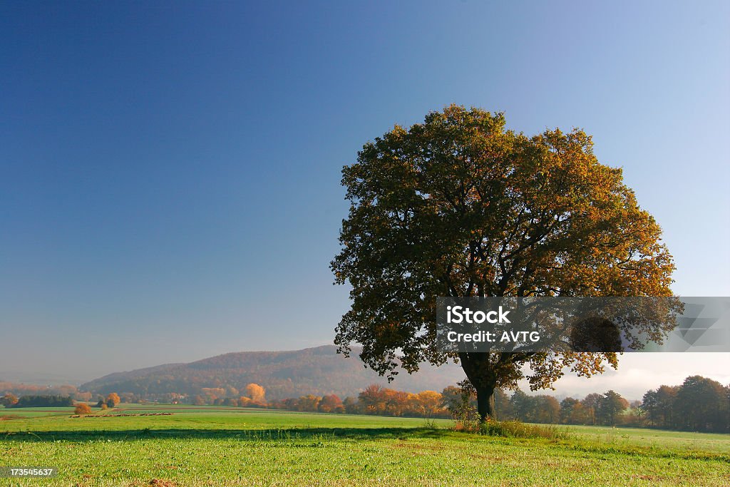 Jesień Krajobraz - Zbiór zdjęć royalty-free (Bezchmurne niebo)